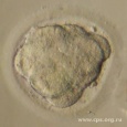 клеток, межклеточные контакты постепенно уплотняются и поверхность эмбриона сглаживается (процесс компактизации)