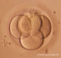 Начиная со 2х и вплоть до 6х суток равития можно проводить перенос эмбрионов в полость матки. In vivo эмбрион на этой стадии перемещается по маточной трубе вниз, по направлению к матке.