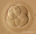 На 2-е сутки развития эмбрион человека состоит из 2х, 3х или 4х бластомеров. На этой стадии можно оценить качество эмбриона по степени фрагментации (объему эмбриона, занимаемому безъядерными фрагментами цитоплазмы), чем их больше - тем ниже считается потенциал этого эмбриона к имплантации и дальнейшему развитию. Помимо фрагментации оценивается форма и относительные размеры бластомеров. Наиболее общепринятая классификация дробящихся эмбрионов по качеству - A-B-C-D, где A - самый лучший, D - самый худший.