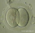 Через 24-36 часов после оплодотворения происходит первое деление дробления зиготы и с этого момента оплодотворенный ооцит становится 2х-клеточным эмбрионом. Клетки эмбриона на стадии дробления называются бластомерами