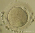 Эмбриология в картинках