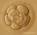 На 4-е сутки развития эмбрион человека состоит уже как правило из 10-16 клеток
