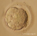 Начинается стадия морулы (от лат. morulae - тутовая ягода). Именно на этой стадии in vivo эмбрион попадает из маточнай трубы в полость матки